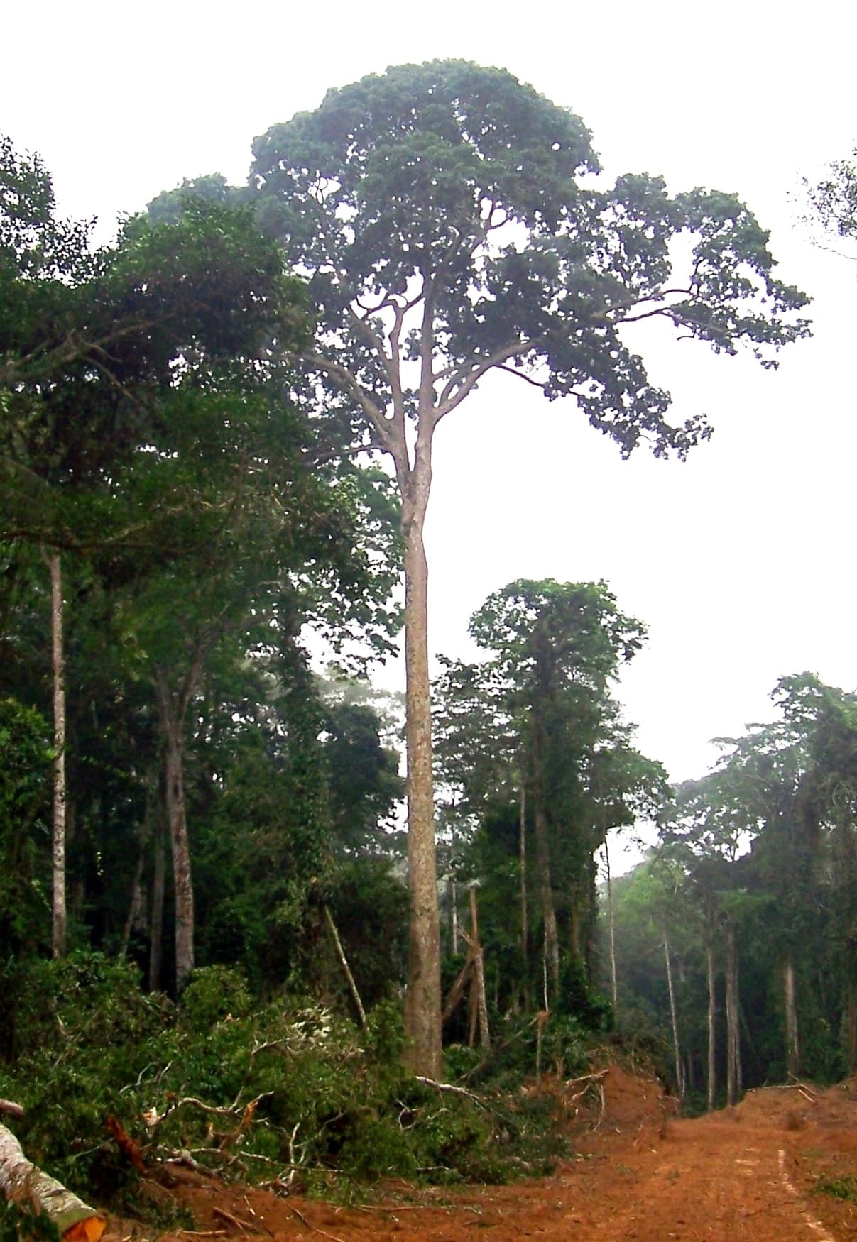 Image illustrating Sapele