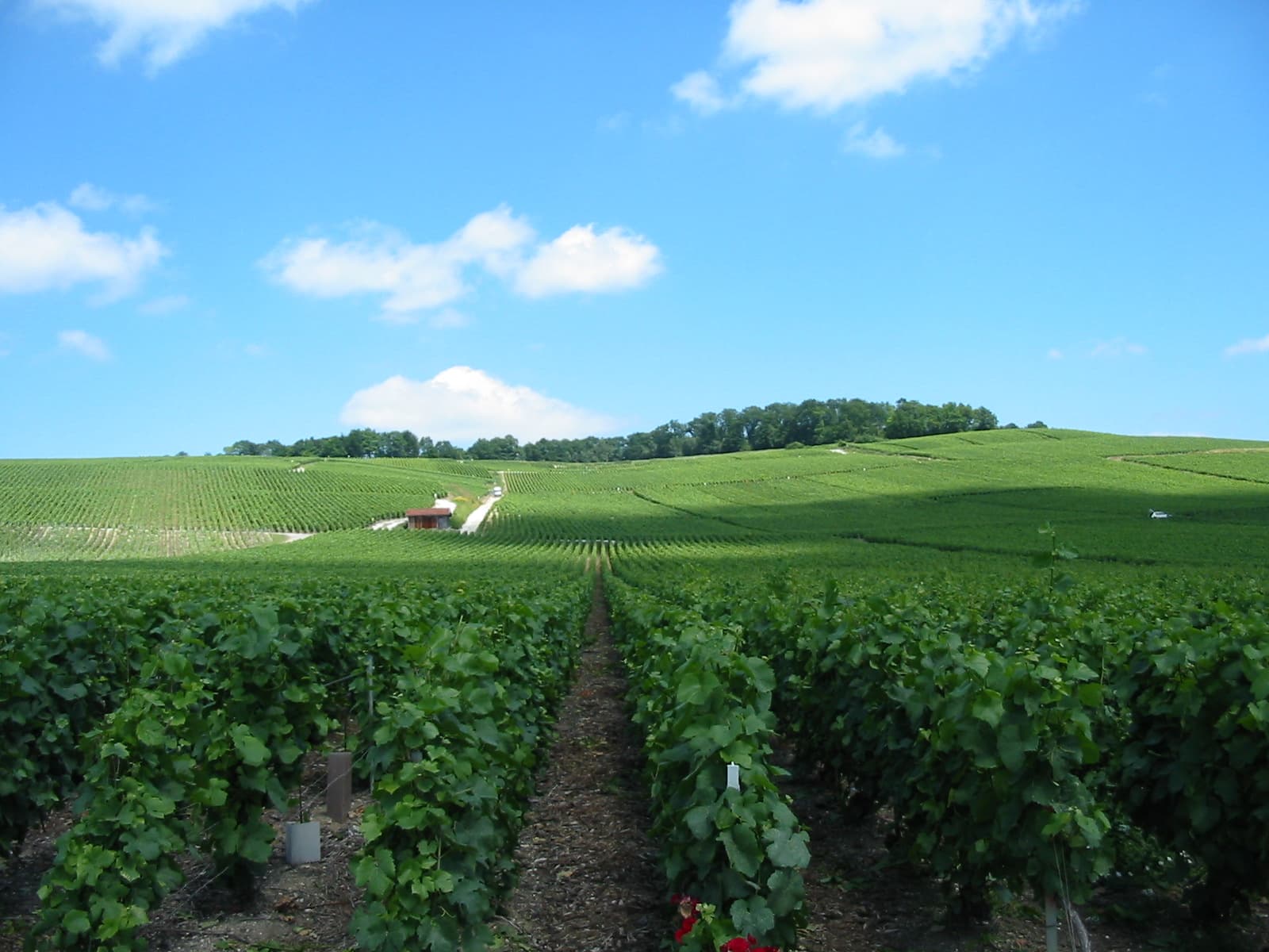 Image illustrating Épernay